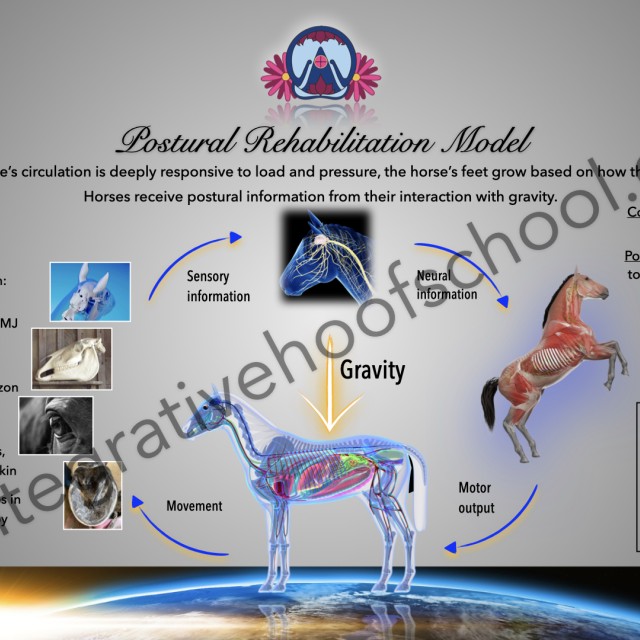 Postural Rehabilitation Model