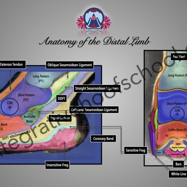 Anatomy of the Distal Limb