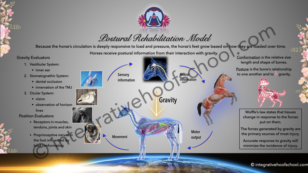 Postural Rehabilitation Model Poster image