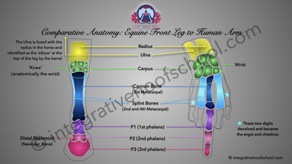 Comparative Anatomy: Equine Front Leg to Human Arm Poster image