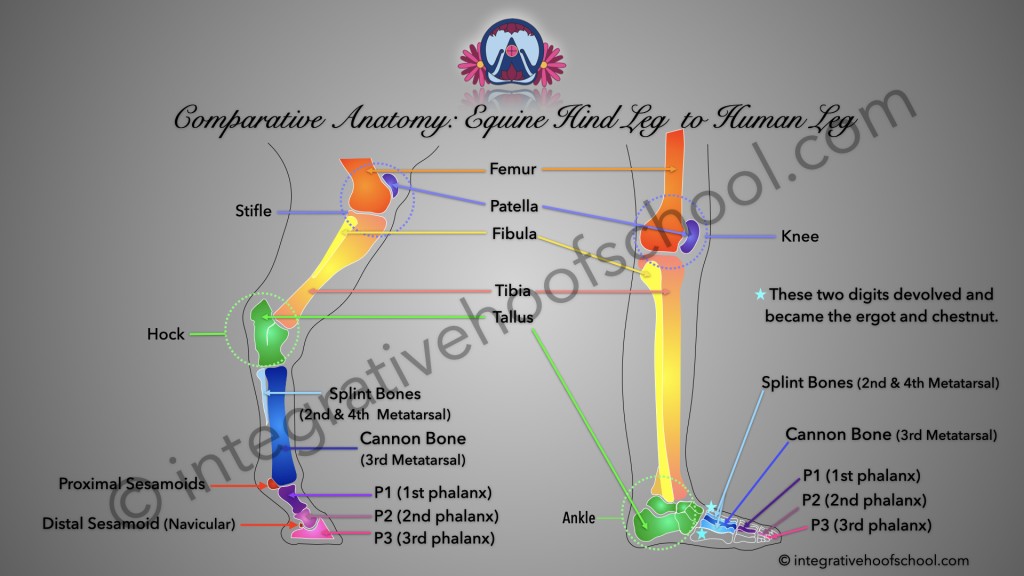 Comparative Anatomy: Equine Hind Leg to Human Leg Poster image