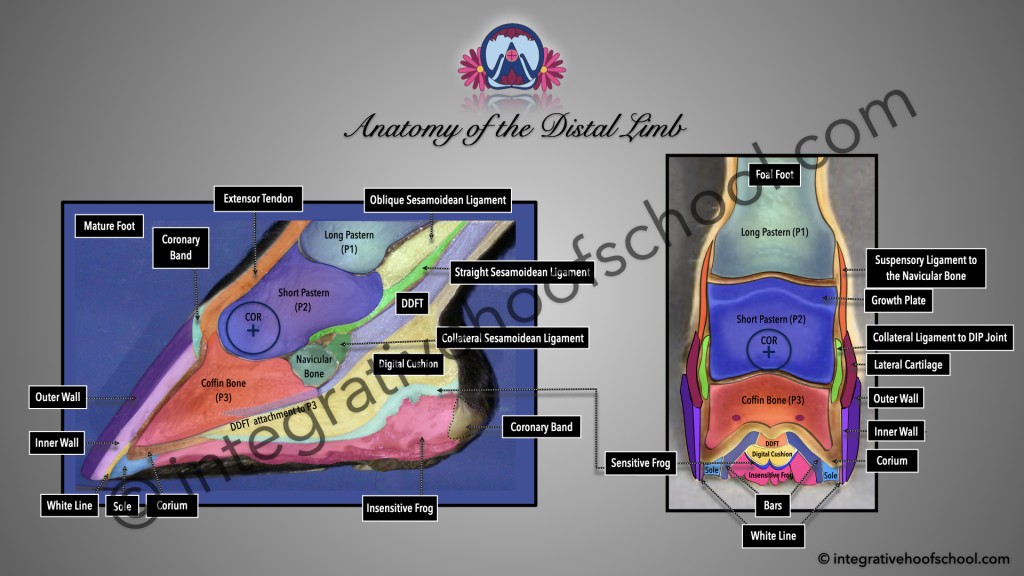 Anatomy of the Distal Limb Poster image