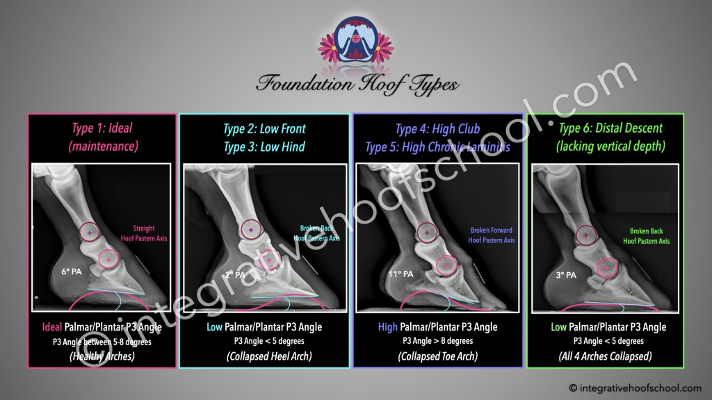 Foundation Hoof Types Poster image
