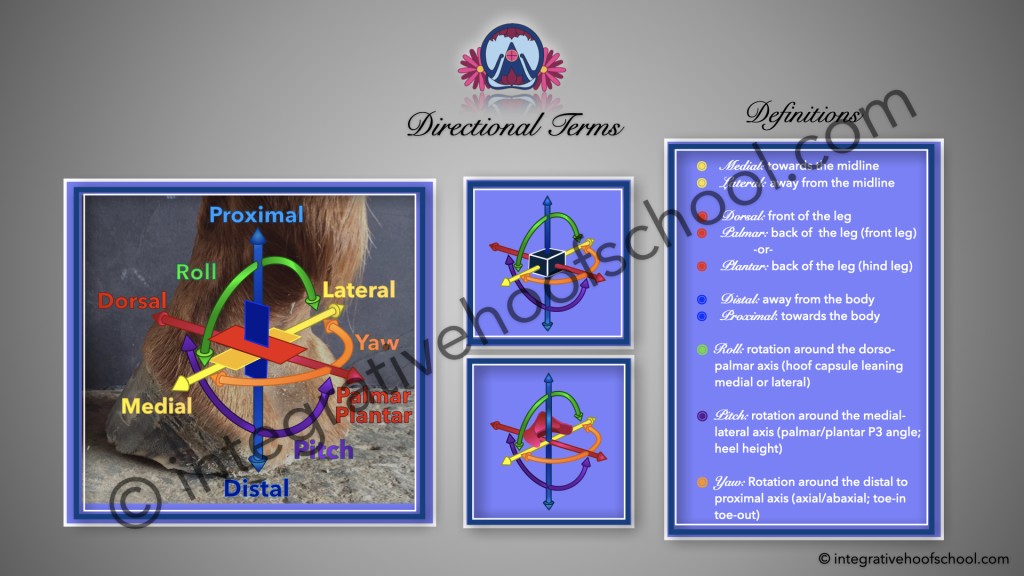 Directional Terms Poster image