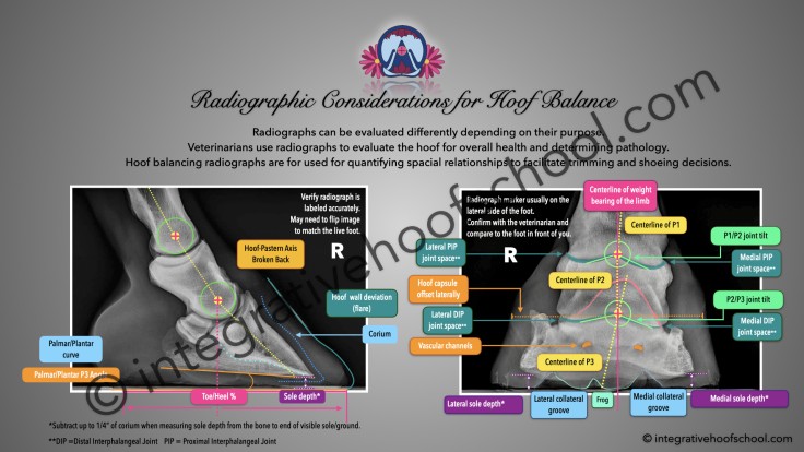 Radiographic Considerations for Hoof Balance Poster image