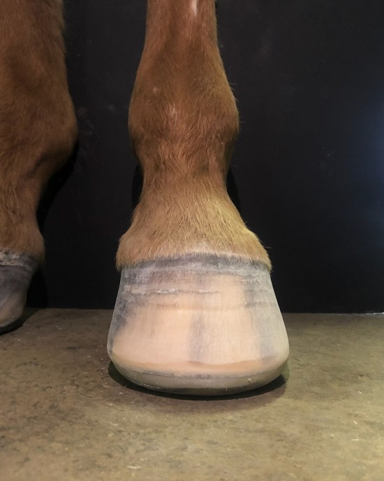 Glue-on composite shoes help us build prosthetic for horses who need it.