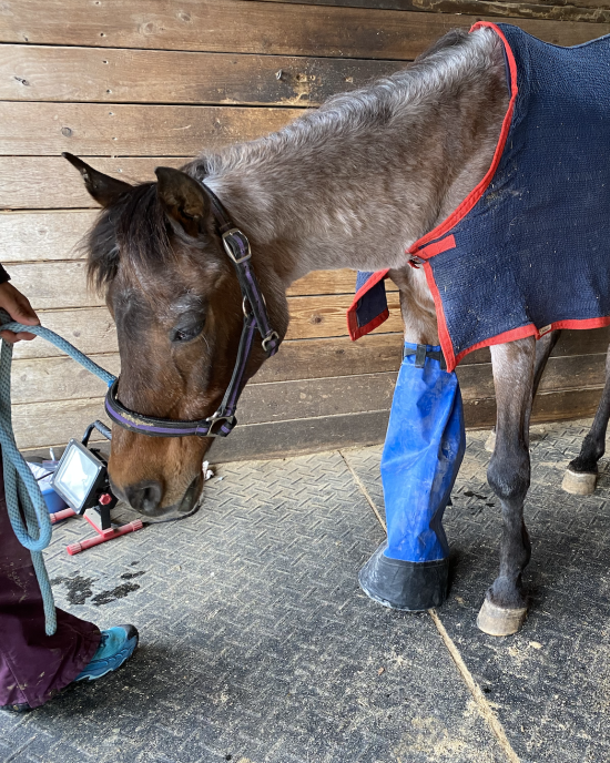 Helping a horse with crippling arthritis.