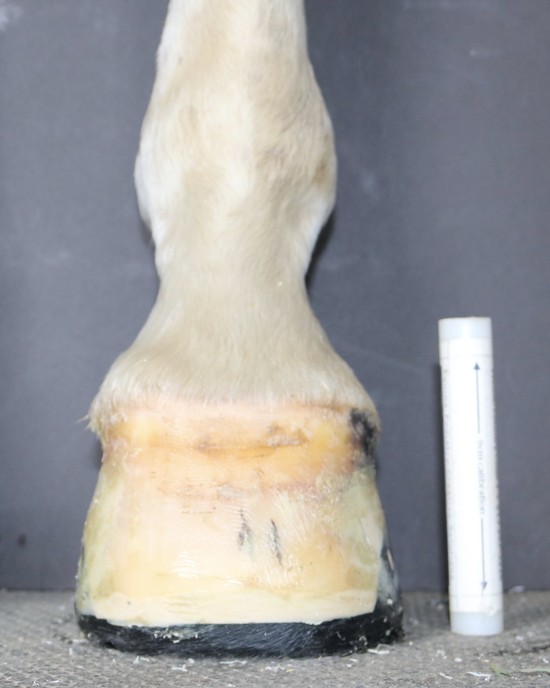 Trimming and shoeing tighter to the internal anatomy helps us minimize the rotational deformity in this club foot.
