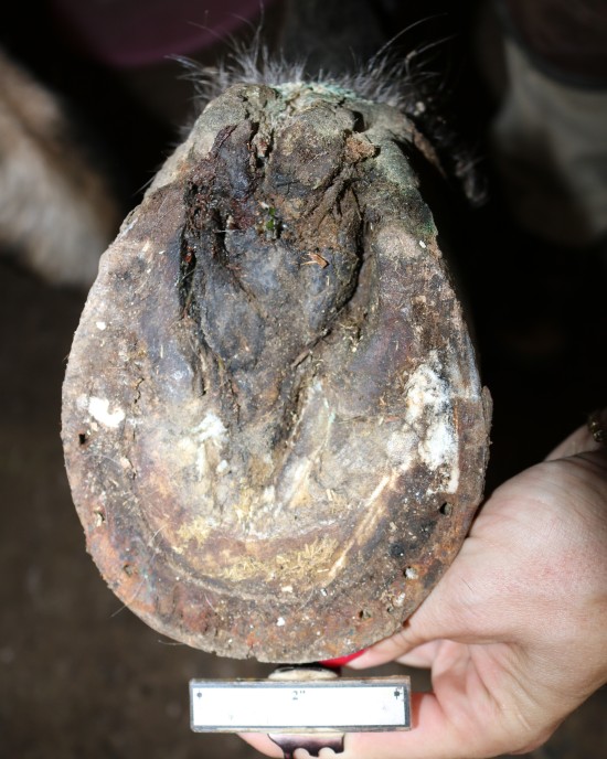 Canker is an insidious wart-like hoof condition which Daisy has a lot of success resolving.