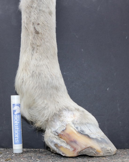 Quittor reduction after six months of Daisy's hoof care. 
