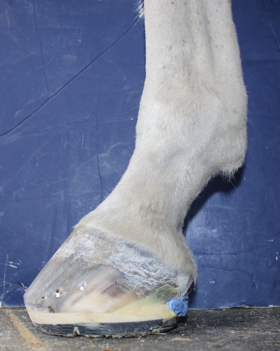 A dressage horse with glue-on composite shoes.