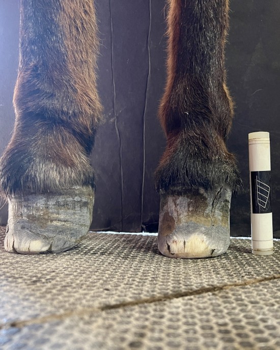 Same foot with buttress foot, aka Pyramidal Disease, well managed. This mini mule also has chronic laminitis with contracture. 