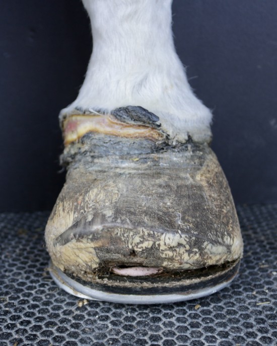 Severe hoof infection before Daisy's hoof care.