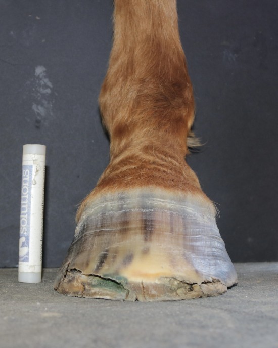 Hoof with advanced white line disease before Daisy's hoof care.