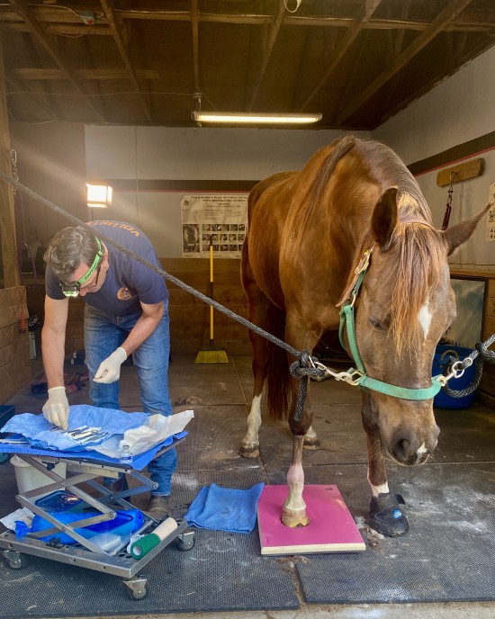 The veterinarians who help us are experts who bring unique skills to the help the horses in our care.