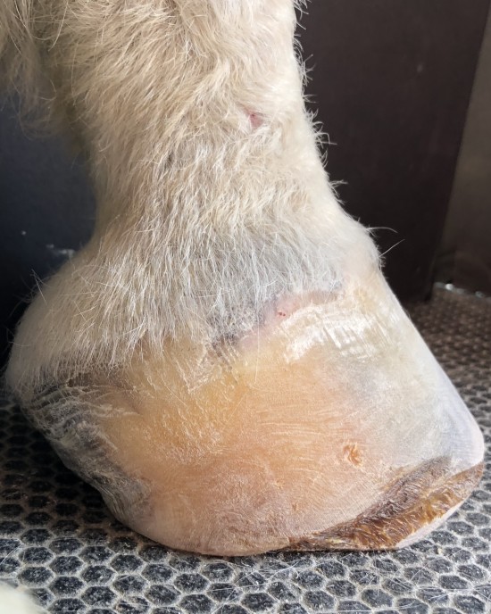 Severe hoof infection after four months of Daisy's hoof care.