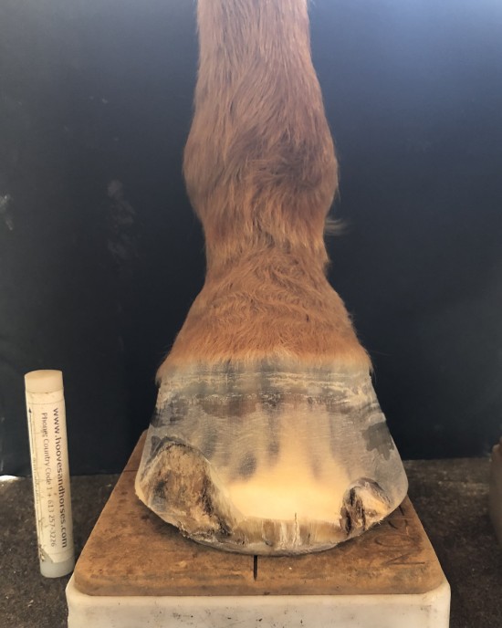 Hoof with advanced White Line Disease at the second visit with Daisy. 