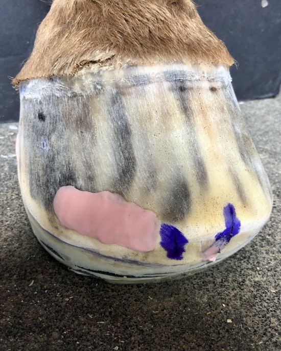 Hoof with advanced White Line Disease growing out well with glue-on composite shoes.