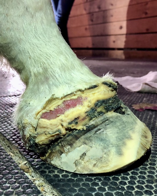Severe hoof infection during Daisy's hoof care.